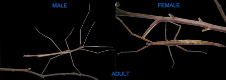 Wuelfing's Stick Insect - Pair Juvenile