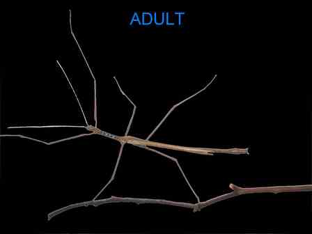 Wuelfing's Stick Insect - Male Juvenile