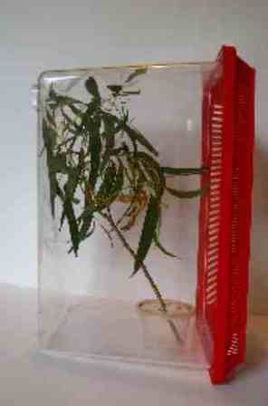 diy enclosure acrylic Pets Stick Caring Pets, Enclosures for  Care Insect Stick Insect Insect