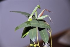 Insectarium of Victoria